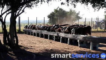 +Agro - 65100 Young