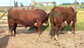 Agrouru Negocios Rurales. - San Carlos