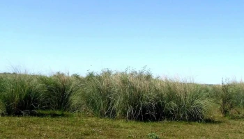 Esetur - San Javier
