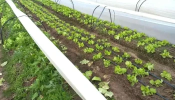 Mercado Agrícola Familiar - Maf - 37000 Melo