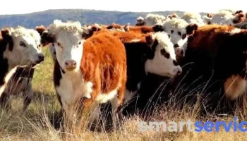 Nuevo Agro Negocios Rurales - Rocha