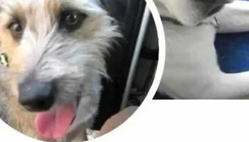 Pensionado Guarderia Canina La Aldea recreacion traslados - Montevideo