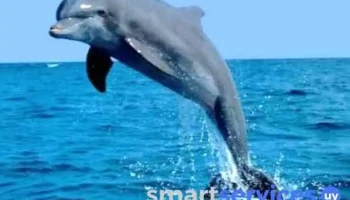 Pescaderia El Regreso Del Delfin - Ruta 1 Vieja