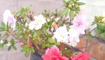 Petit Jardin - Young