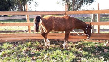 Sociedad Agropecuaria de Rocha - 27000 Rocha