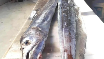 The Best Fisherman - 11400 Montevideo