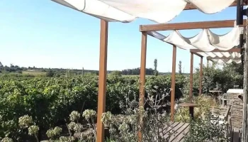Uy Vines Wine Tours - Montevideo