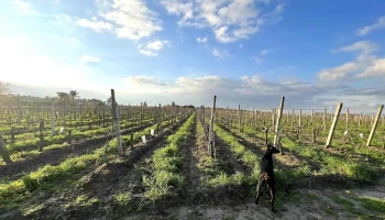 Viñedos y bodega Herosa - 91000 Pando