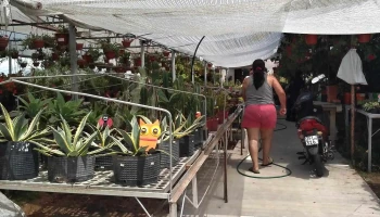 Vivero Las Alegrias - 65000 Fray Bentos