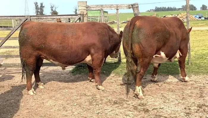 Agrouru Negocios Rurales. - San Carlos