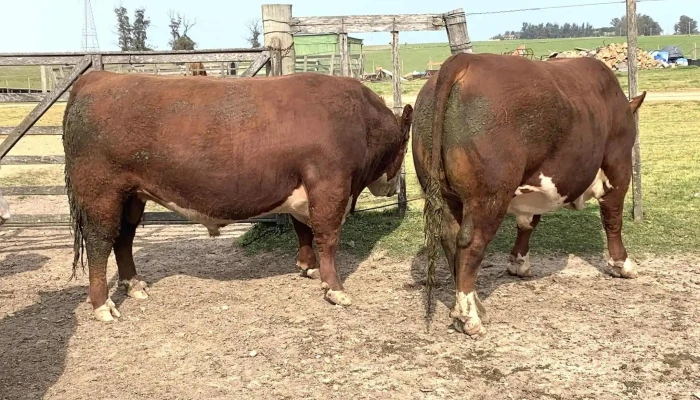 Agrouru Negocios Rurales Ubicacion - San Carlos