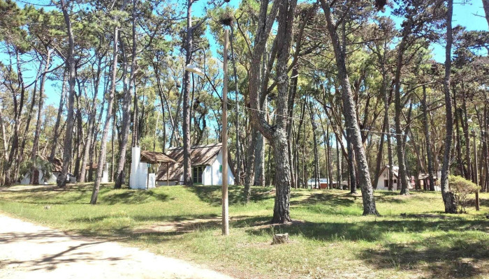 Andresito -  Donde - La Paloma
