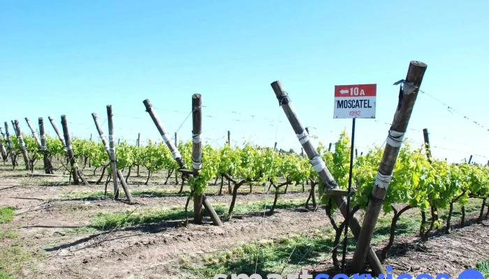 Bodega Rosés - 200