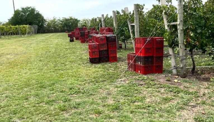 Bodega VinoTerra - 60000 Paysandú