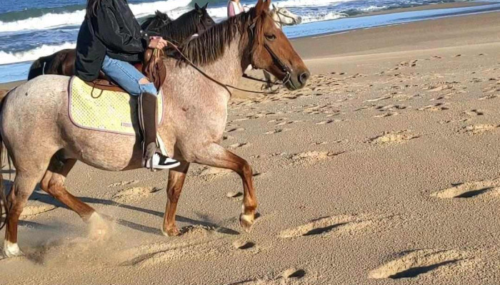 Cabalgatas Eco Equus -  Del Propietario - Pueblo Nuevo