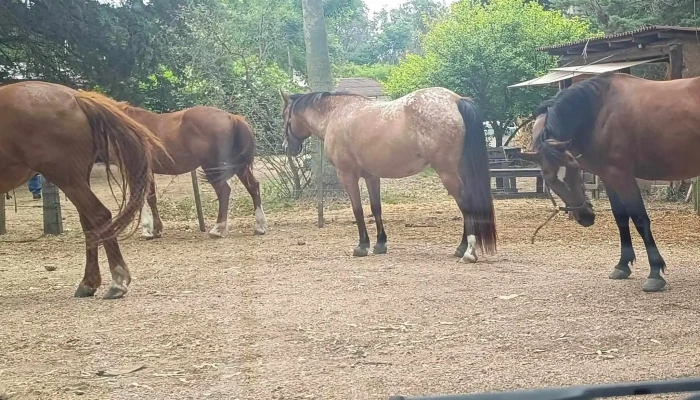 Cabalgatas Montevideo - Montevideo