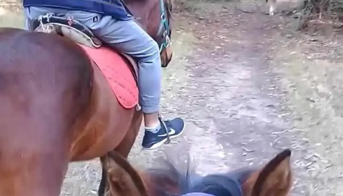 Cabalgatas Montevideo -  Videos - Montevideo