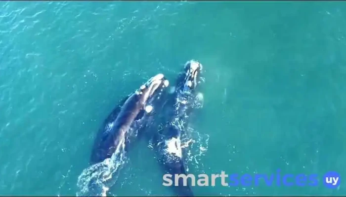 Covello International Punta Del Este -  Videos - Maldonado