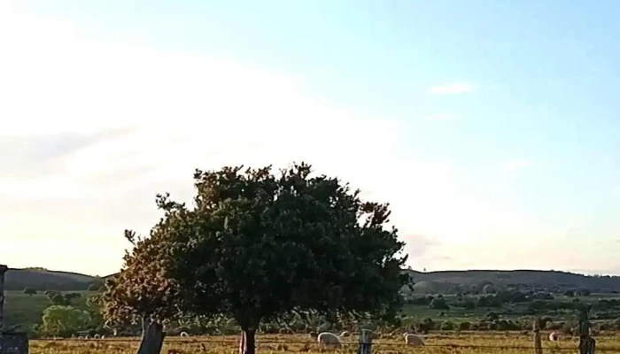 Descubri Lavalleja Videos - Minas