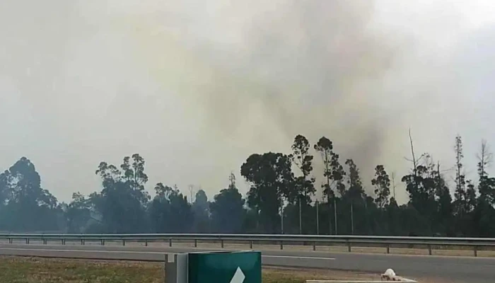 Disa -  Videos - La Floresta