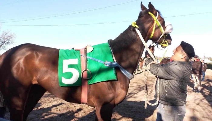 Hipodromo San Felix Caballo - San Félix