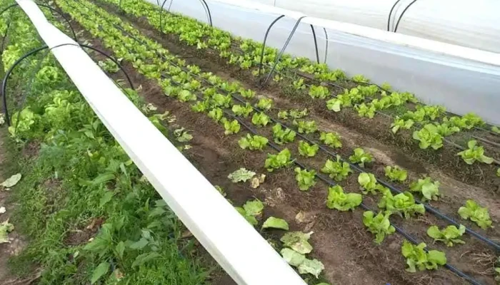 Mercado Agrícola Familiar - Maf - 37000 Melo
