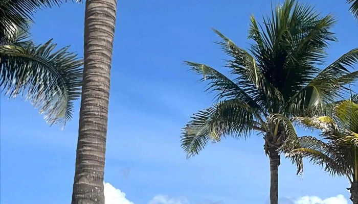 Om Travel -  Donde - Florida