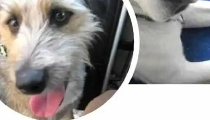 Pensionado Guarderia Canina La Aldea recreacion traslados - Montevideo