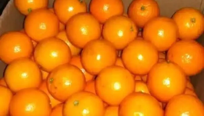 Planta de empaque citrus exportacion citrus Modisur S.a. - Salto