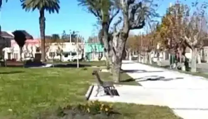 Solis De Mataojo Videos - Solís de Mataojo