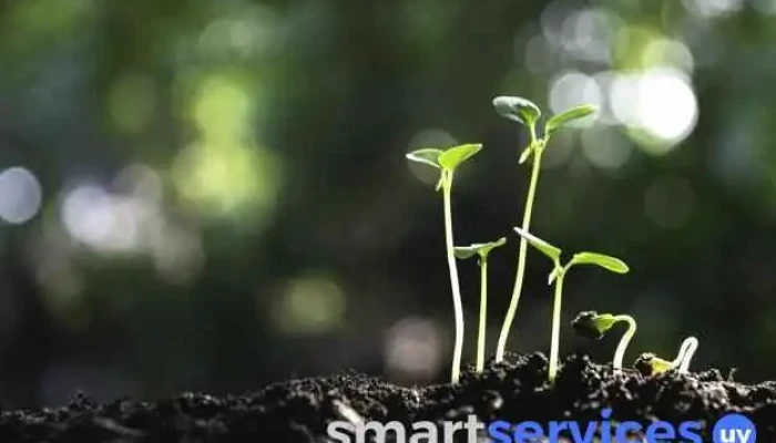 Tienda Verde - Ecológica Natural y Vegana - 15000 Ciudad De La Costa
