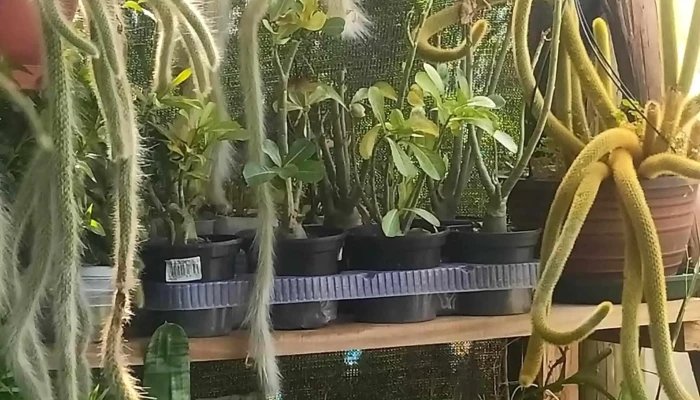 Vivero M T -  Abierto Ahora - Santa Rosa