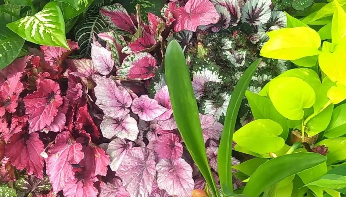 Vivero M T -  Direccion - Santa Rosa