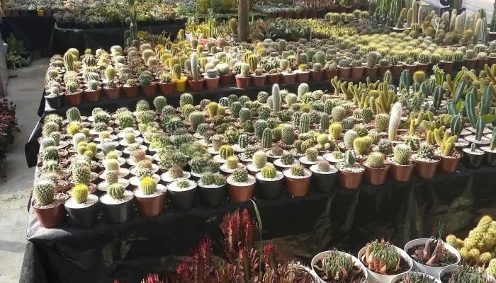 Vivero M T -  Interior - Santa Rosa