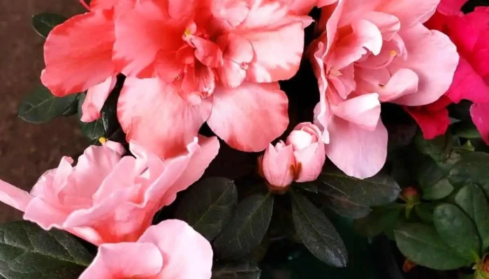 Vivero M T -  Jardin - Santa Rosa