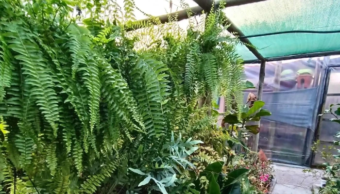 Vivero M T -  Numero - Santa Rosa