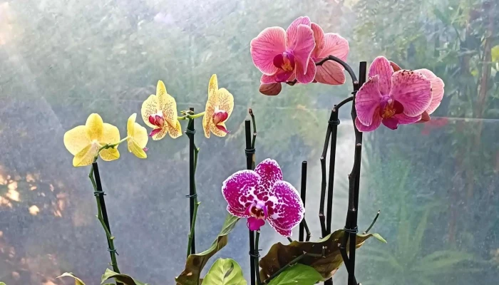 Vivero M T -  Opiniones - Santa Rosa
