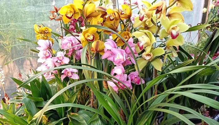 Vivero M T -  Precios - Santa Rosa