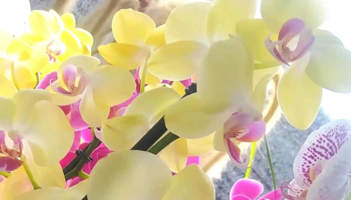 Vivero M T - Santa Rosa