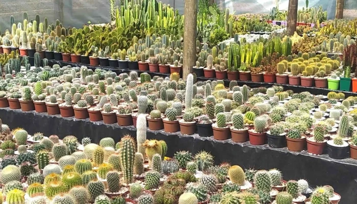 Vivero M T -  Ubicacion - Santa Rosa